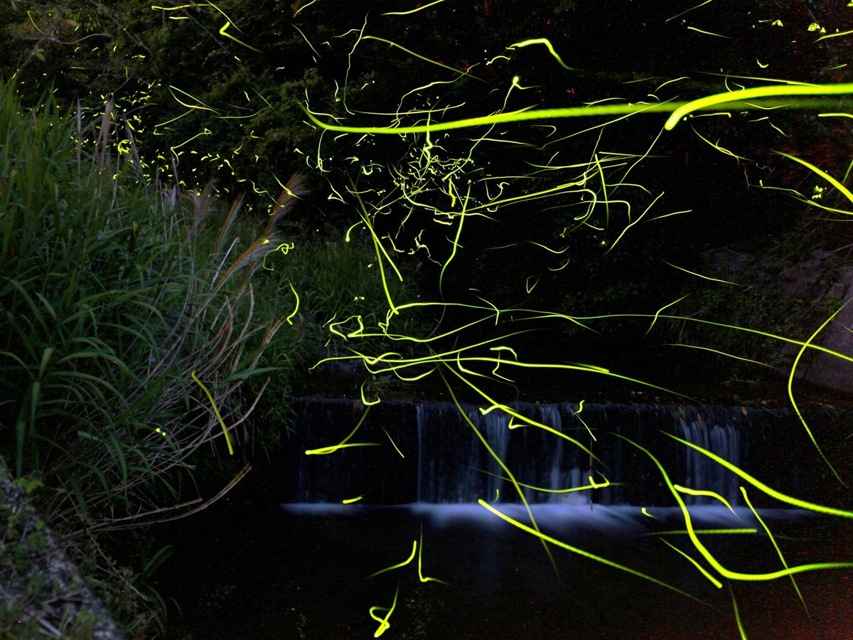 🏞️ 이치노사카 천(이치노사카가와) 이미지 7